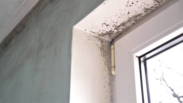 Best Mold Removal for HVAC Installations  in Springville, IA