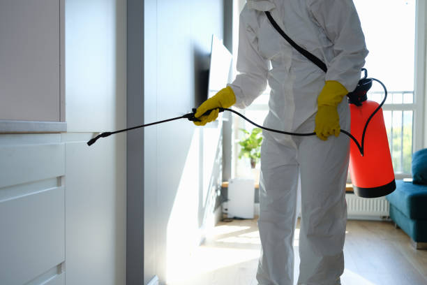Mold Odor Removal Services in Springville, IA