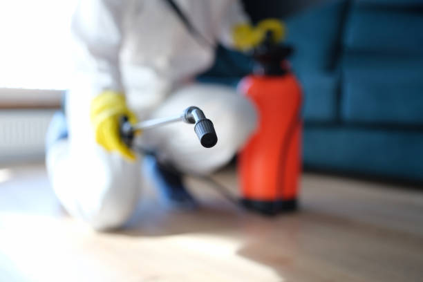 Trusted Springville, IA Mold Removal Experts