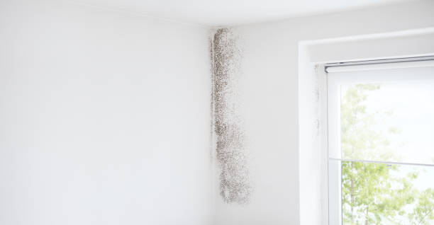 Best Biohazard Mold Removal  in Springville, IA