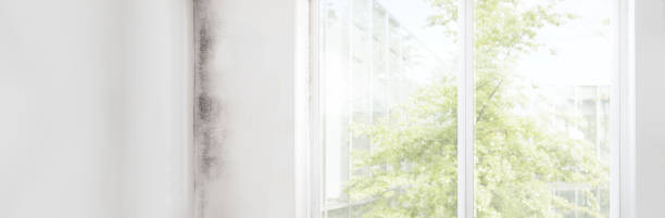Best Air Quality Testing for Mold Spores  in Springville, IA