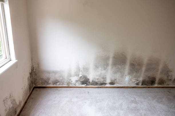 Best Mold Odor Removal Services  in Springville, IA