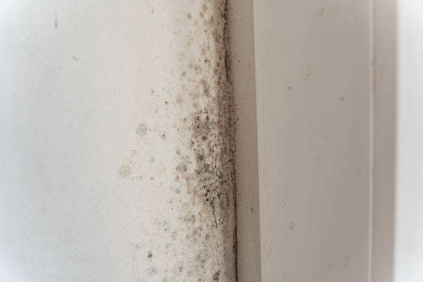 Best Crawl Space Mold Remediation  in Springville, IA