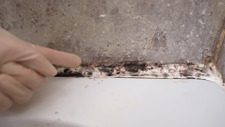 Best Mold Remediation for Rental Properties  in Springville, IA